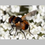 Cistogaster globosa - Raupenfliege m03 6mm Teverener Heide.jpg